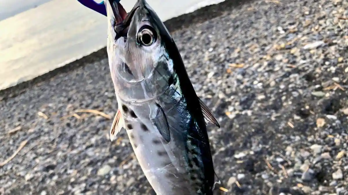 三保サーフでスマガツオを釣る方法!?9月の釣行/静岡・清水・三保サーフ
