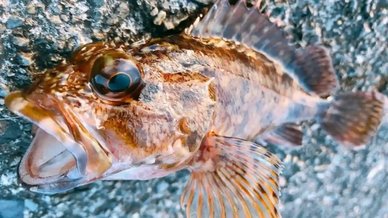 オキアミとジグヘッドは最強の組み合わせ！？／静岡・清水・三保サーフ