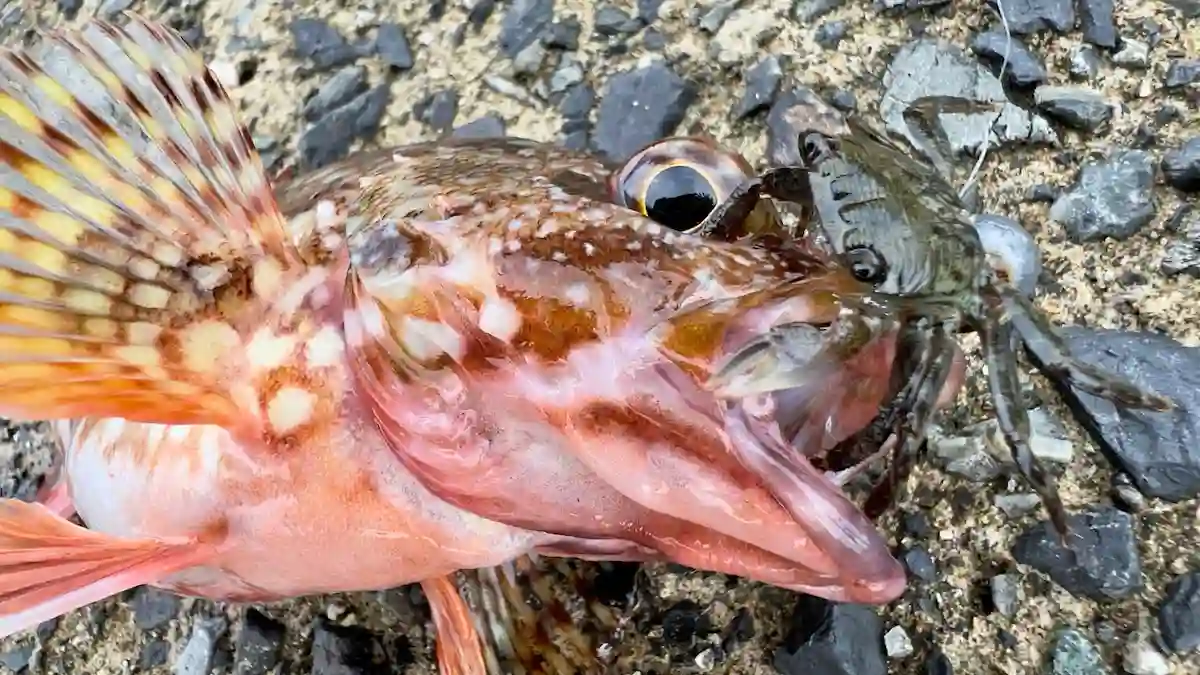 カニやフナムシでカサゴやキジハタを釣る方法／ダイソージグヘッド・エサ釣り