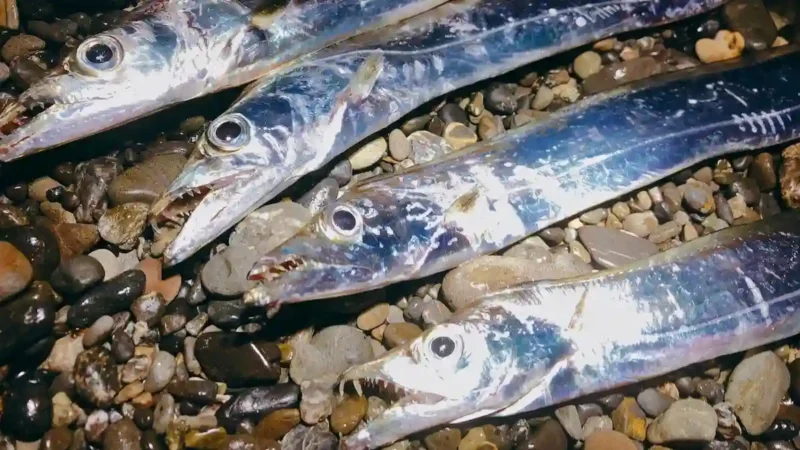 釣れたタチウオ（太刀魚）の締め方／血抜きの方法／持ち帰り方