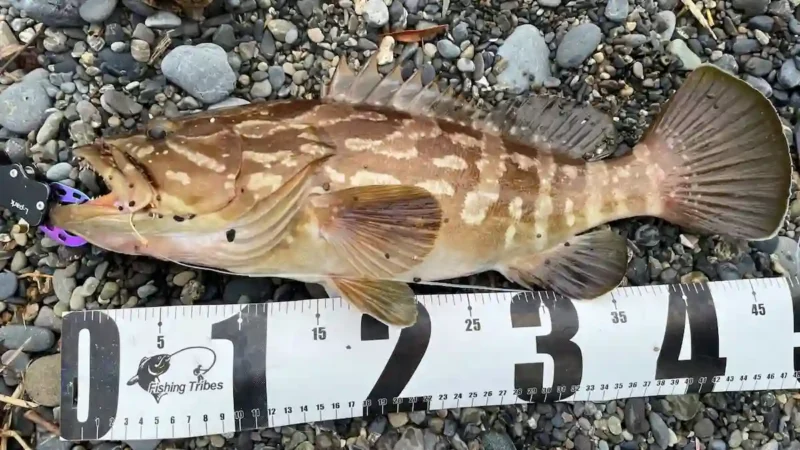 クエ釣り初心者でもクエを釣ることができます！／釣り方や仕掛けを紹介