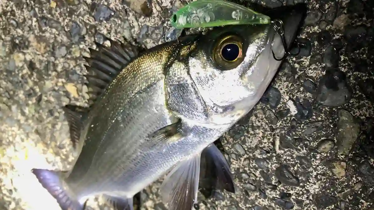 セイゴをシンキングミノーで釣る方法を徹底解説〜夜の河口編〜｜静岡・清水港・巴川河口