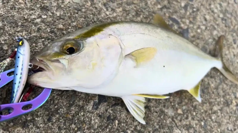 防波堤やサーフからショゴ（シオ・ネリゴ）を釣る方法・釣り方／タックル／時期・時間帯／釣り場