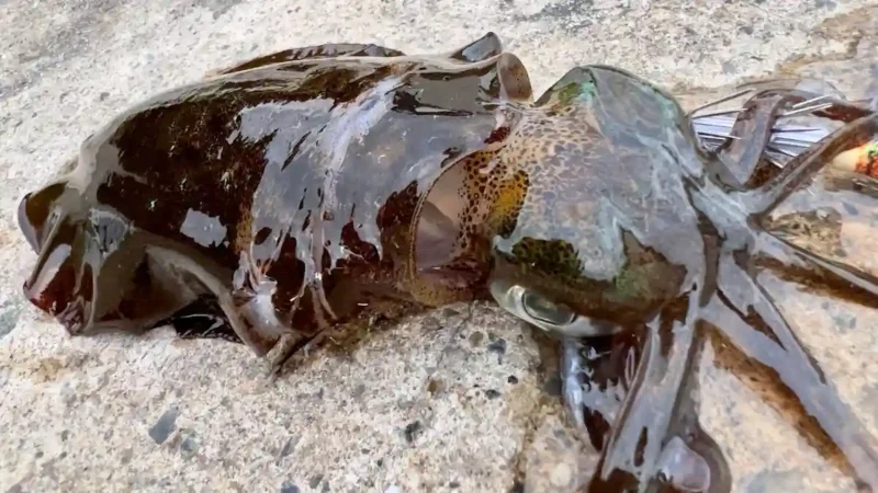 アオリイカの簡単な3つの締め方と正しい持ち帰り方