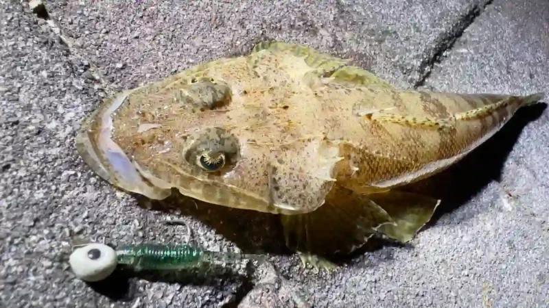 秋は手軽なライトゲームを楽しもう！〜夜の清水港編〜