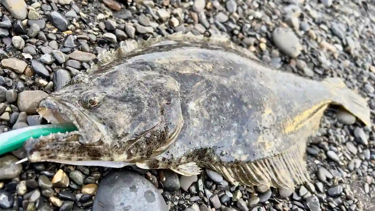 ミドルアッパーでヒラメを釣る方法｜静岡サーフ・三保サーフ