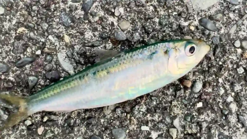 サッパ（ママカリ）をエサなしサビキで釣る方法【初心者必見！】｜静岡・清水港・由比漁港