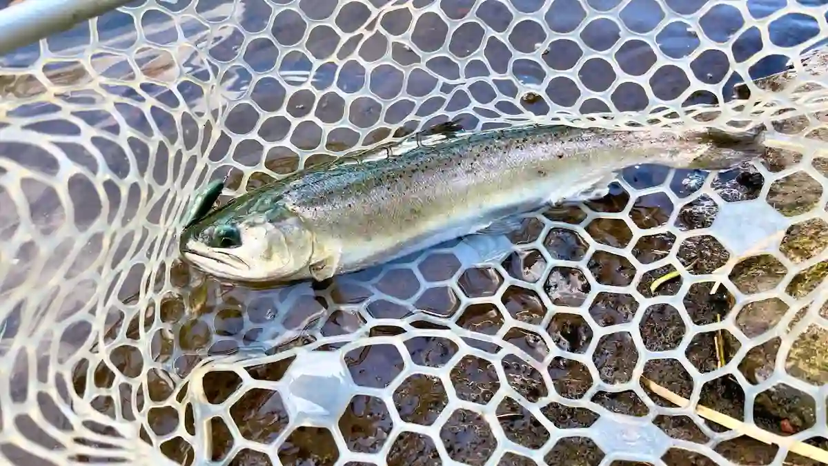 すそのフィッシングパークを完全解説！エリアトラウトの釣果と釣り方を紹介！