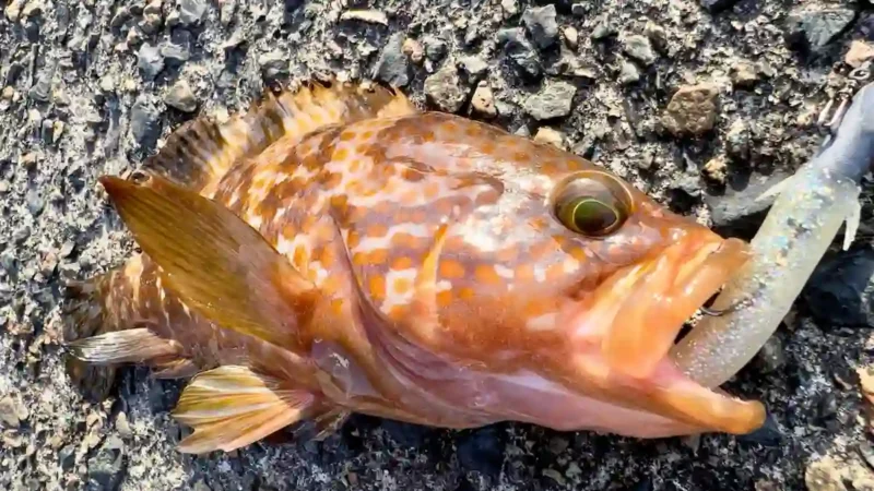 パワーシャッドでキジハタ（アコウ）を釣る方法〜ジグヘッド＋ワーム編〜