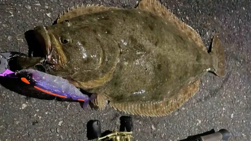 座布団ヒラメをビッグベイトで釣る方法を徹底解説｜静岡・清水・三保