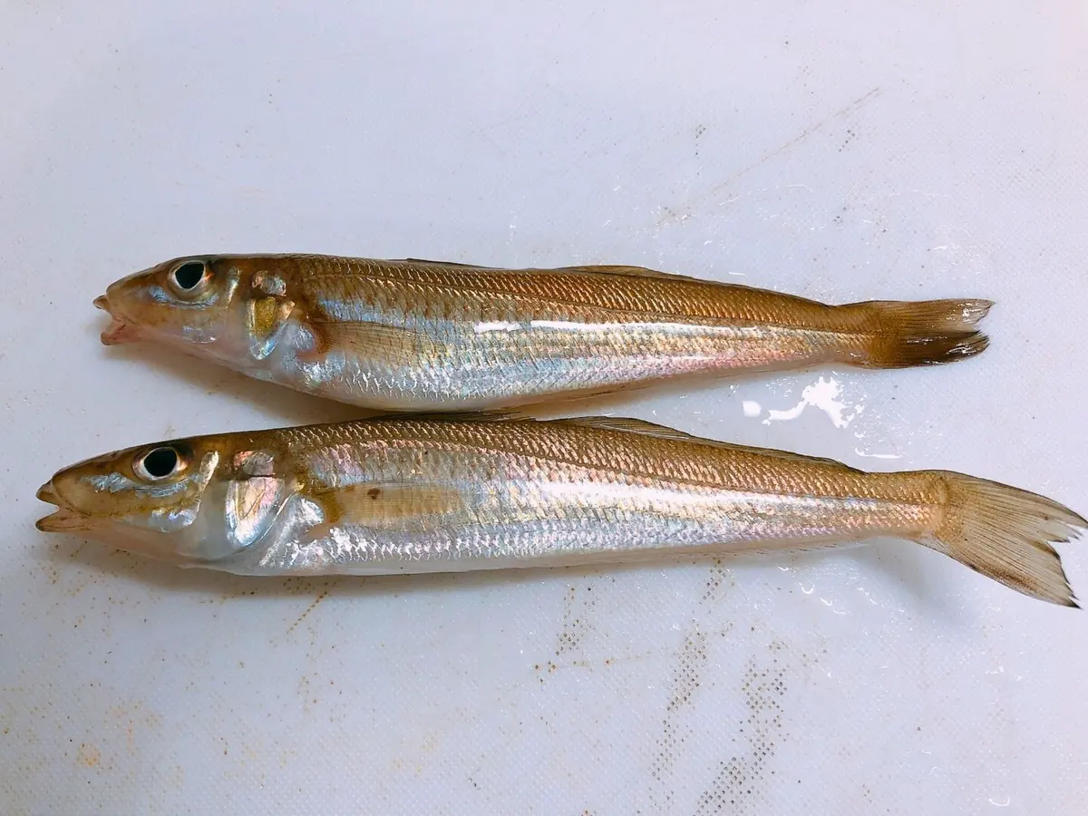 ちょい投げで釣れるキス2匹