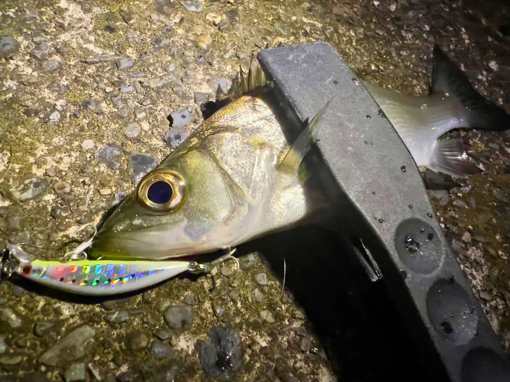 ルアーで釣れたシーバス