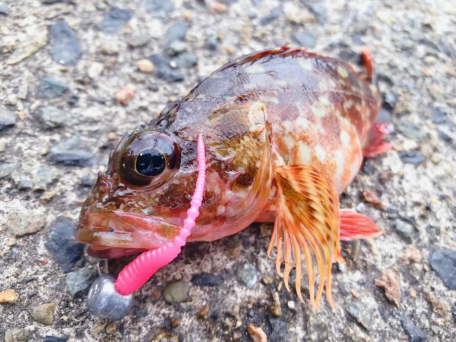 ワームで釣れたカサゴ